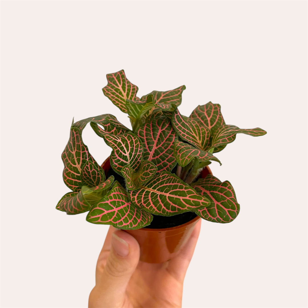 Fittonia - 2.5 po
