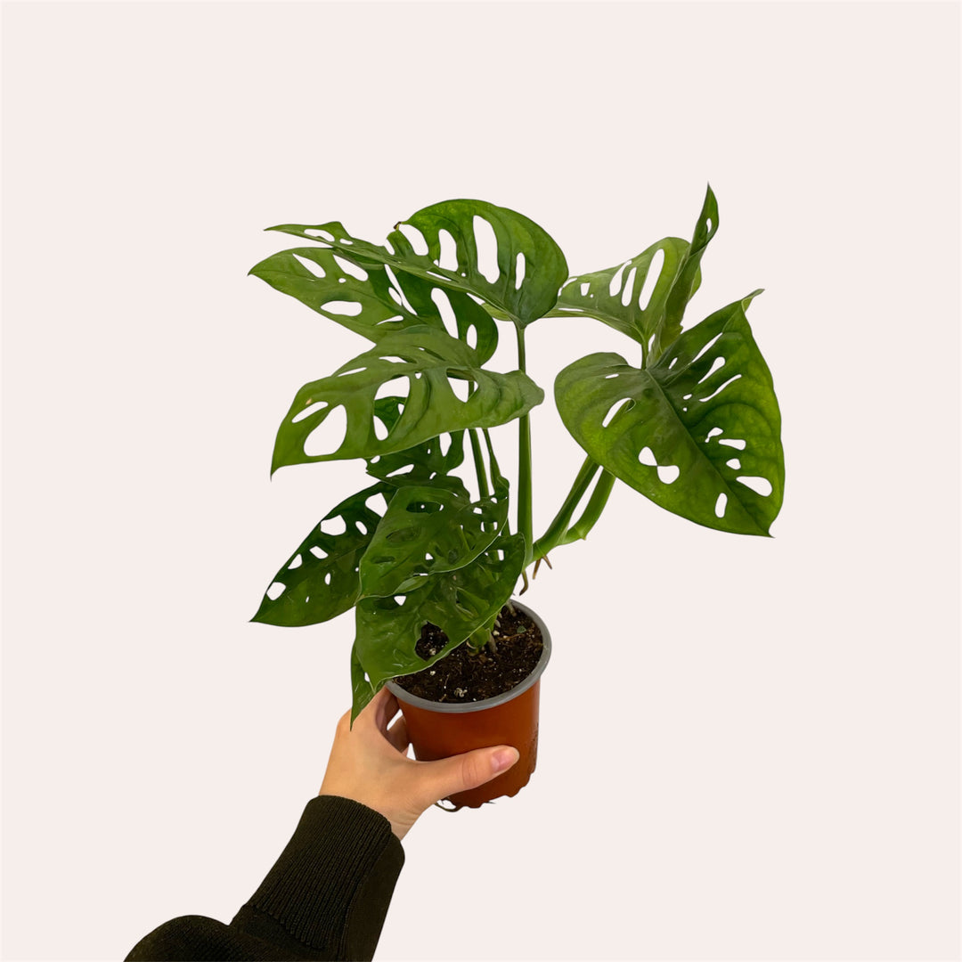 Monstera Adansonii - Swiss Cheese Vine - 4 po
