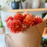 Gomphréna - Fleur séchée - Orange