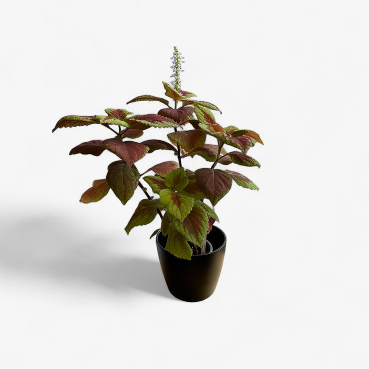 Pink Coleus - 4 in