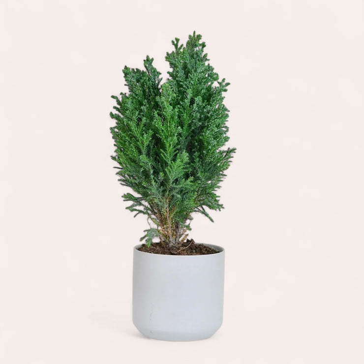 Goldcrest Cypress - 4.5 in.