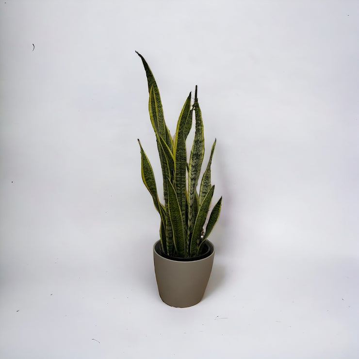 Sansevieria Laurentii - 8 po