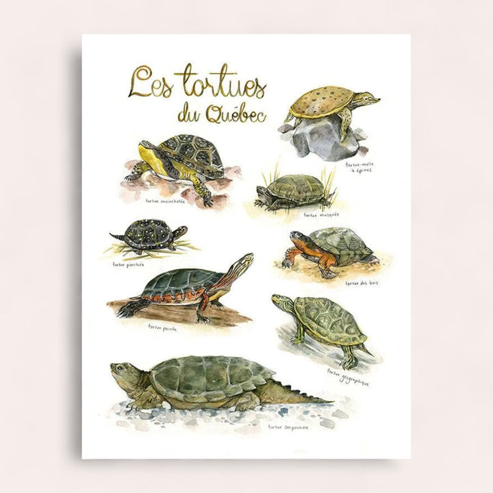 Affiche - Tortues du Québec