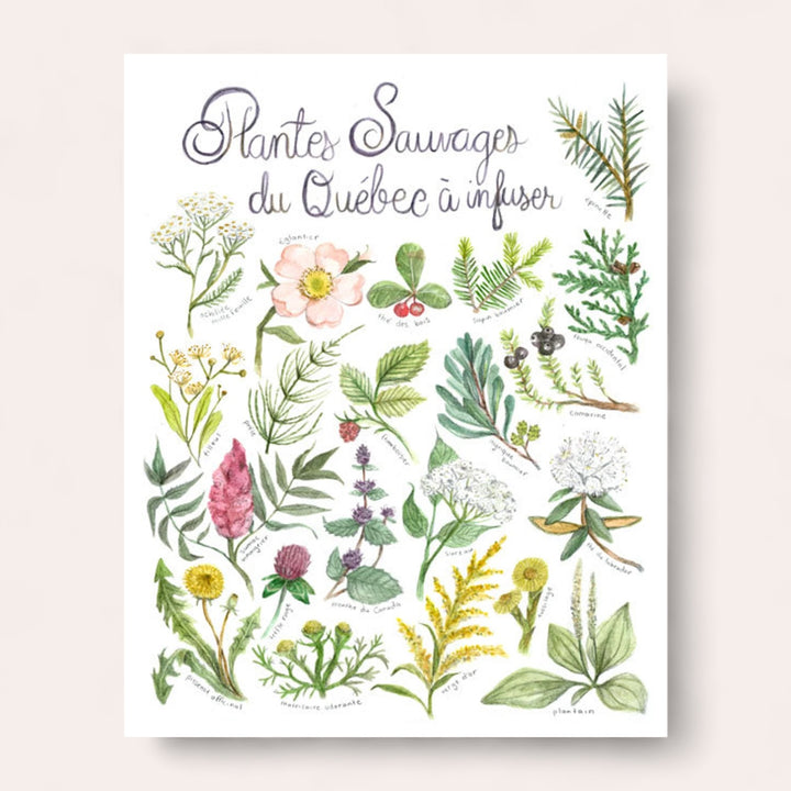 Poster - Wild plants from Quebec to infuse