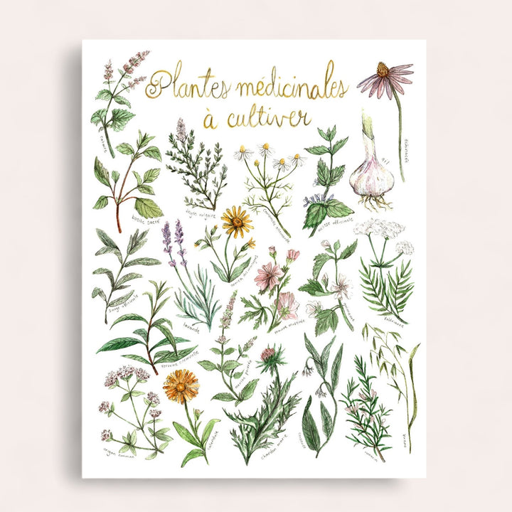 Affiche - Plantes médicinales à cultiver