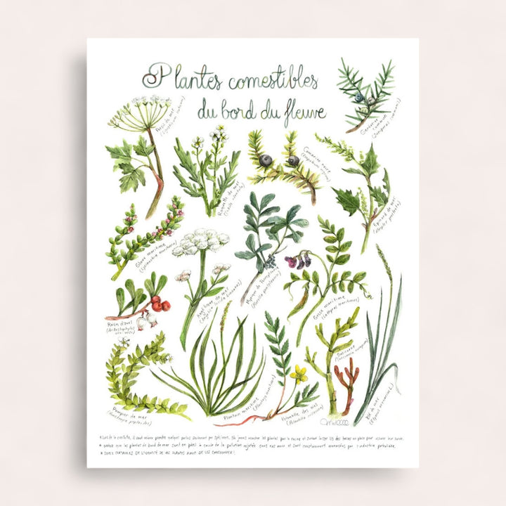 Poster - Edible plants from the riverside