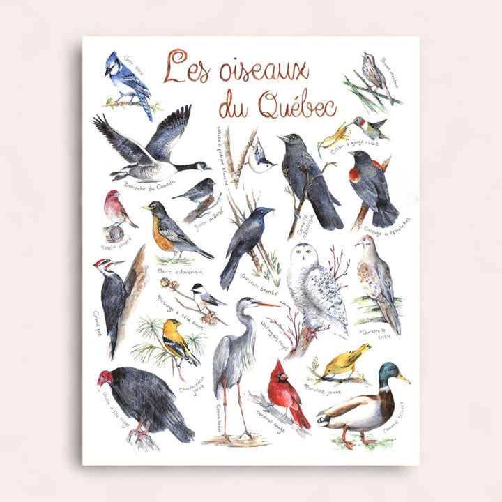 Affiche - Oiseaux du Québec