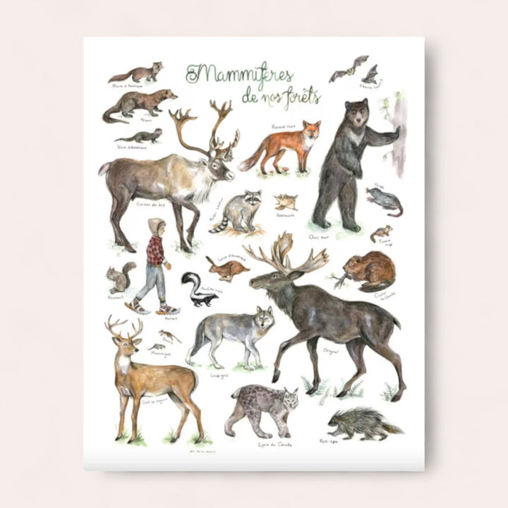 Poster - Mammals of our forests