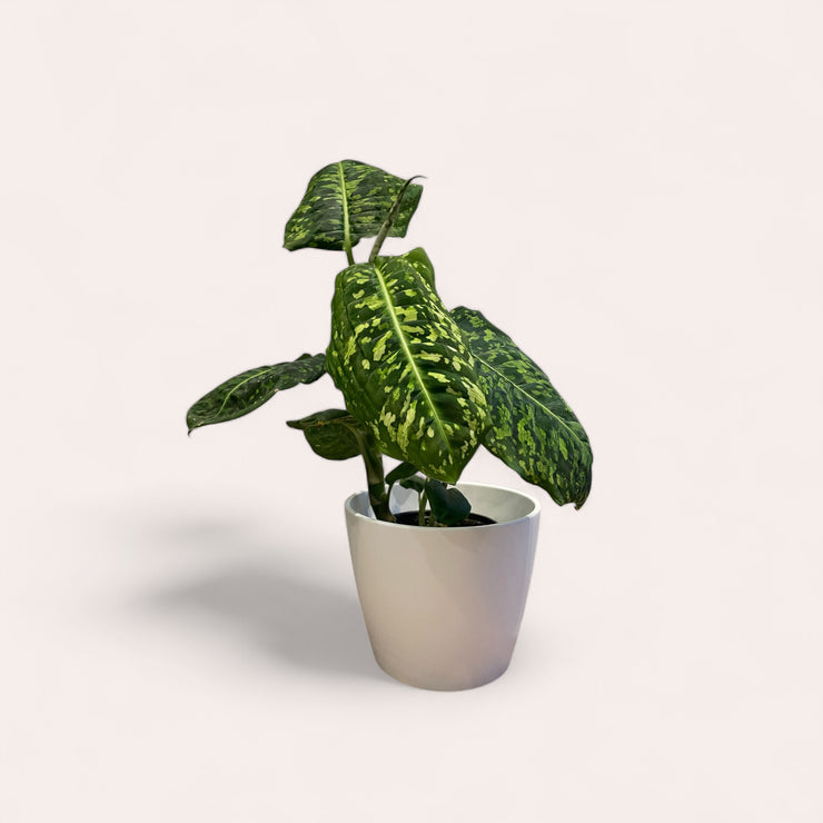 Dieffenbachia Rudolph - 4 in