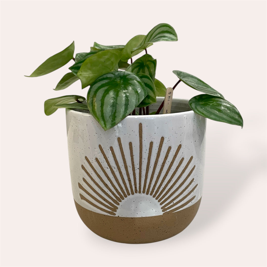 Plant pot - Sunset - 5.5 in