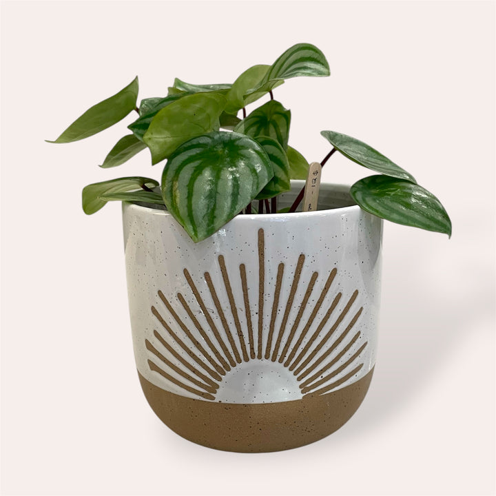 Plant pot - Sunset - 5.5 in