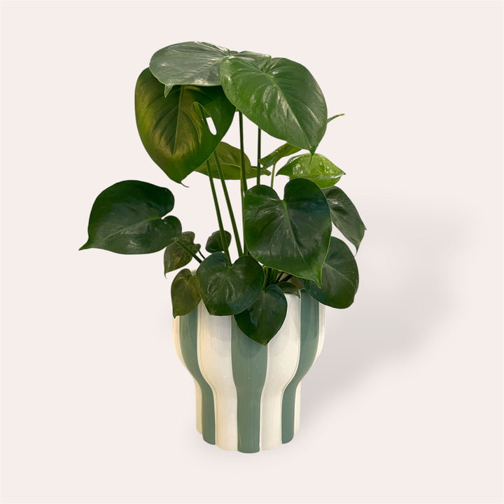Plant pot - Green stripe - 6.5 in