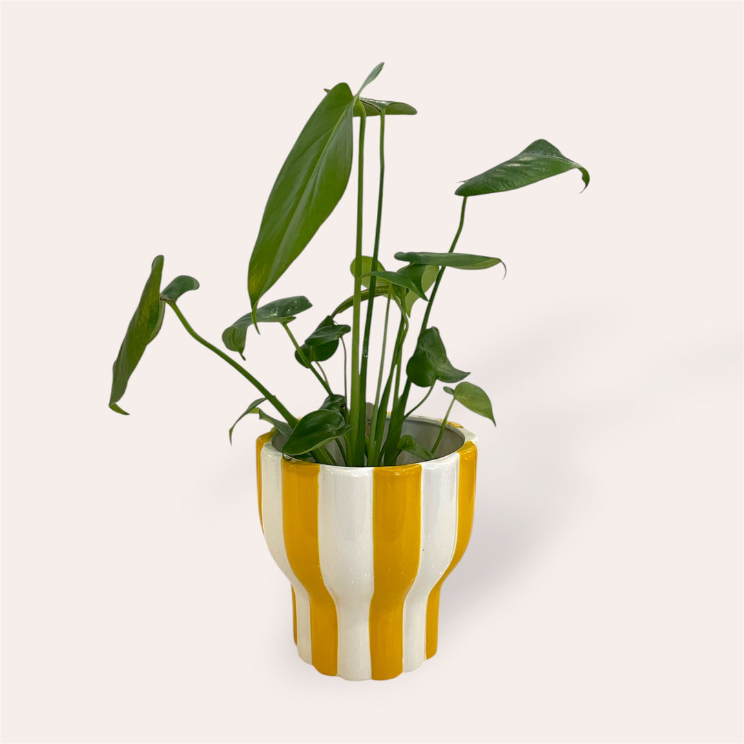 Plant pot - Yellow stripe - 5 in