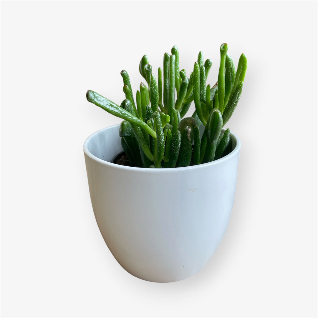 Crassula - Hobbit - 4 po