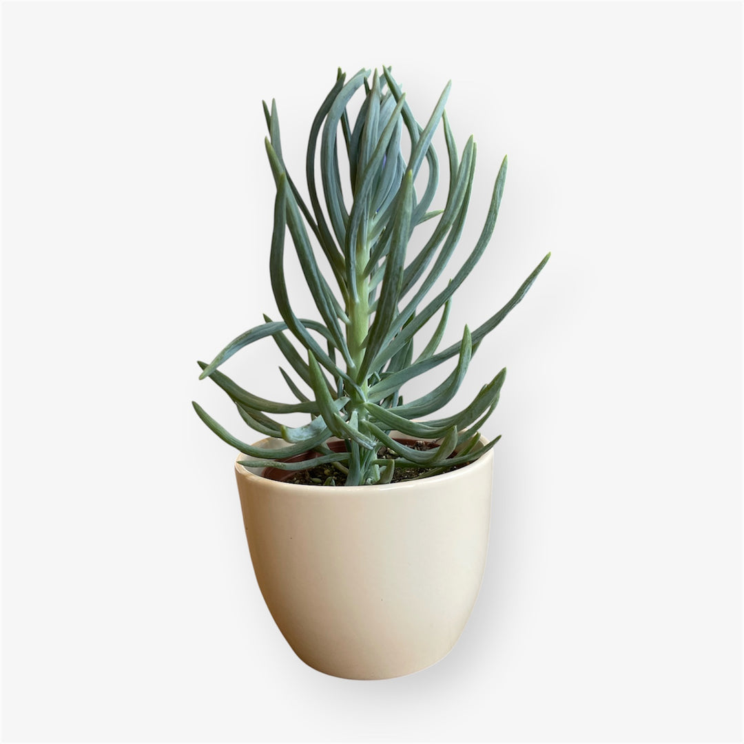 Senecio Blue Chalk Sticks - 4 in.