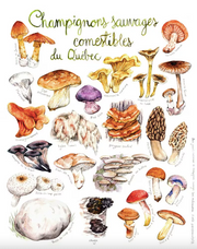 Poster - Wild edible mushrooms from Quebec