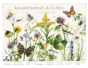 Poster - Pollinators of Quebec