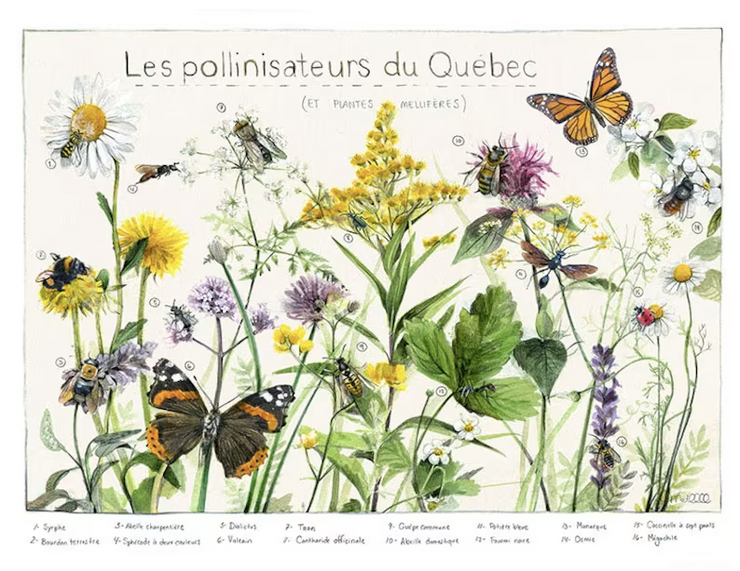 Affiche - Les pollinisateurs du Québec