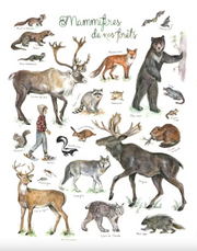 Poster - Mammals of our forests