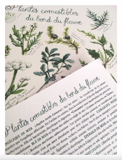 Affiche - Plantes comestibles du bord du fleuve