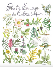 Poster - Wild plants from Quebec to infuse