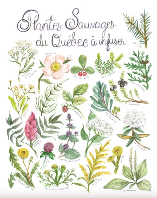 Poster - Wild plants from Quebec to infuse