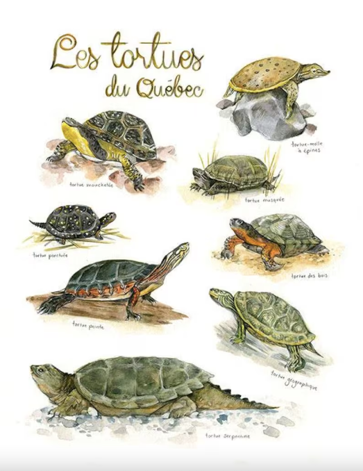 Poster - Turtles of Quebec