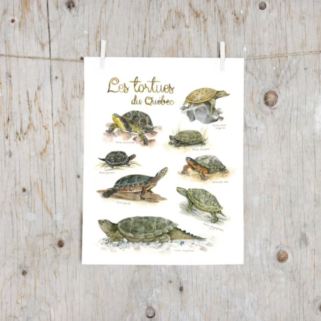 Poster - Turtles of Quebec