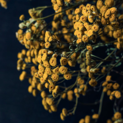 Common Tansy - Dried Flower Bouquet