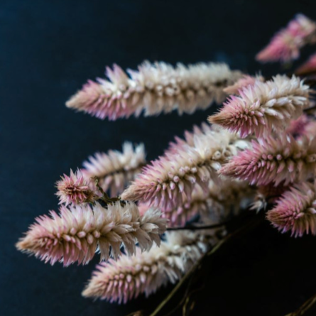 Célosie - Bouquet de fleurs séchées - Flamingo