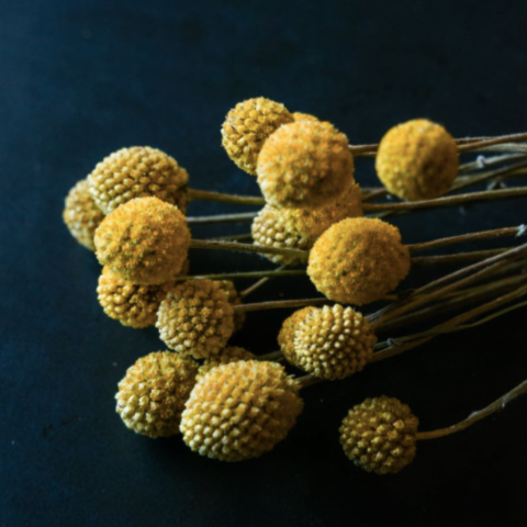 Craspédia - Bouquet of dried flowers