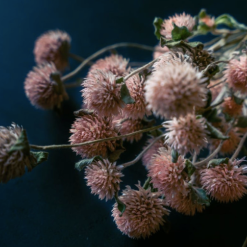 Gomphréna - Bouquet de fleurs séchées - Corail