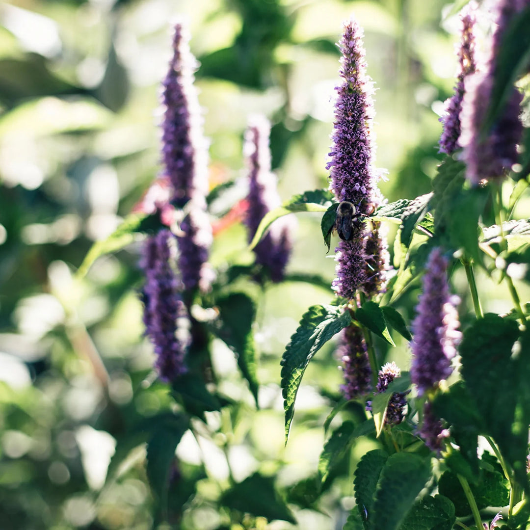 Coffret de semences - Pour abeilles et pollinisateurs