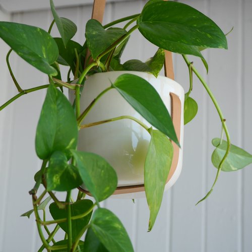 Hanging planter with leather strap
