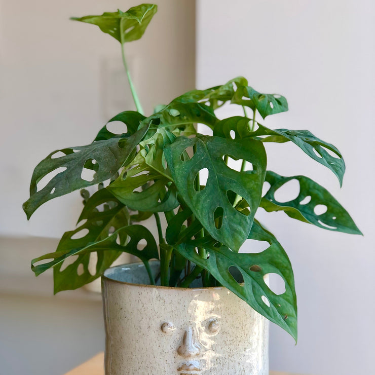 Philodendron - Monstera Swiss Cheese - 2.5 po