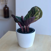 Calathea Roseo Picta - 2.5 po