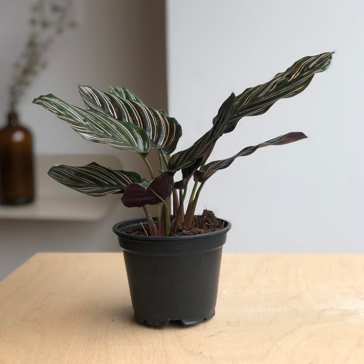 Calathea Ornata - 2.5 po