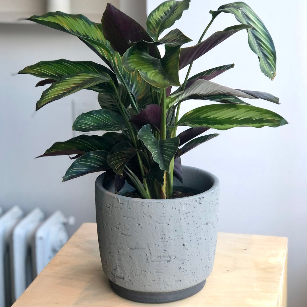 Calathea Helen Kennedy - 4 po