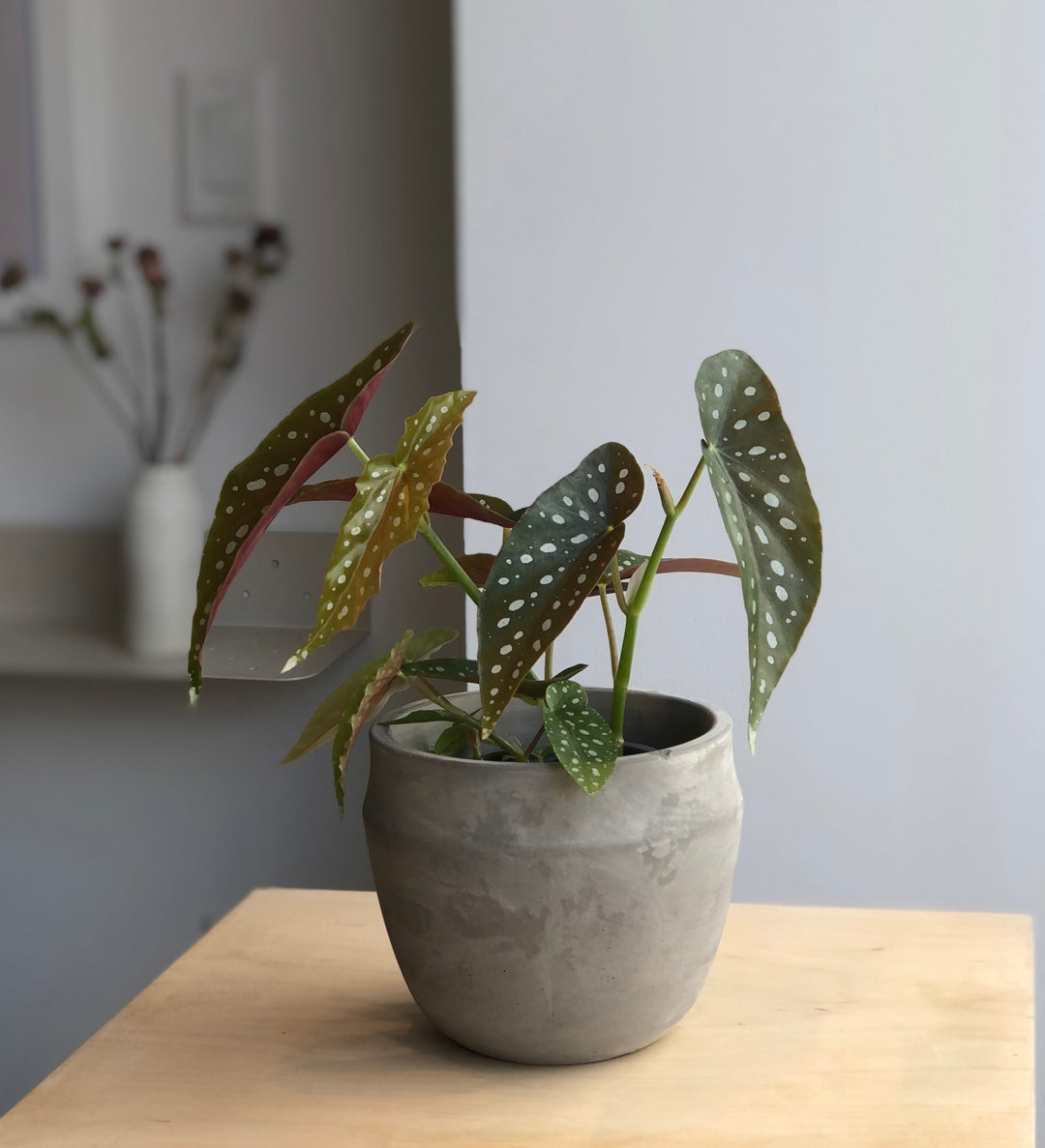 Begonia Maculata - 4 in