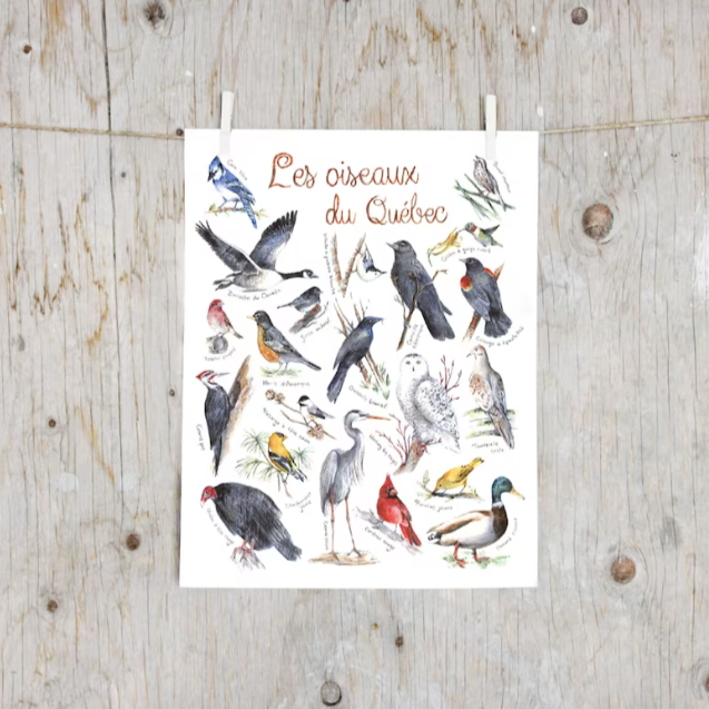 Affiche - Oiseaux du Québec