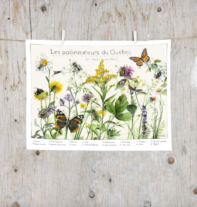 Poster - Pollinators of Quebec