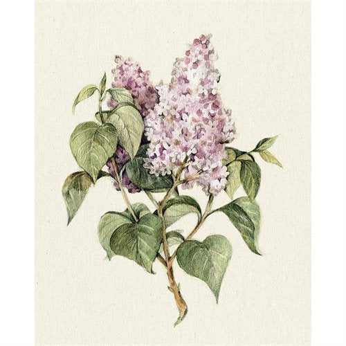 Greeting card - Lilac
