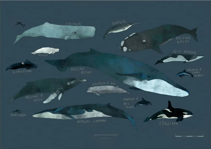 Affiche - Baleines