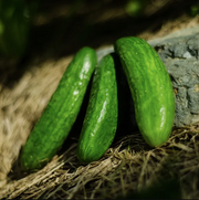 Seeds - Green Finger Cucumber (+/- 25)