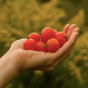 Seeds - Tiny Tim tomatoes (+/- 40)
