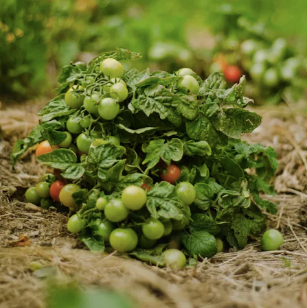 Semences - Tomates Minibel (+/- 30)