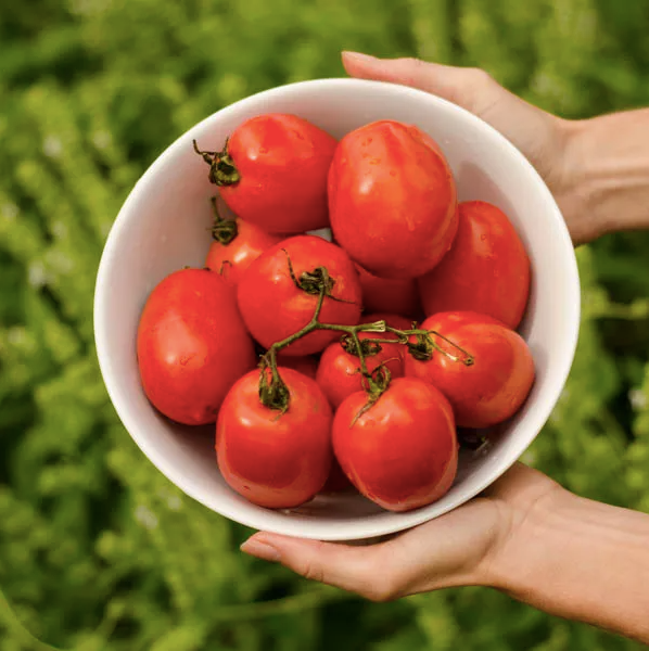 Seeds - Tomatoes Quebec 1121 (+/- 30)