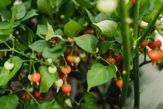 Coffret de semences - Collection de piments