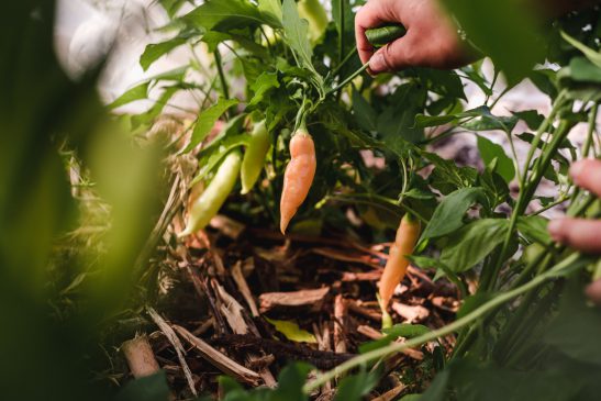 Coffret de semences - Collection de piments