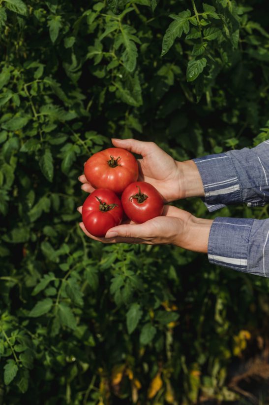 Seed box - Tomato collection 